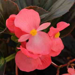 Begonia benariensis <br>BEGONIA WHOPPER ROSE BRONZE LEAF