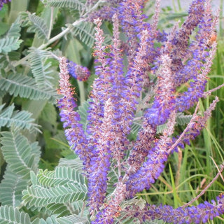 LEAD PLANT <br>Amorpha canescens