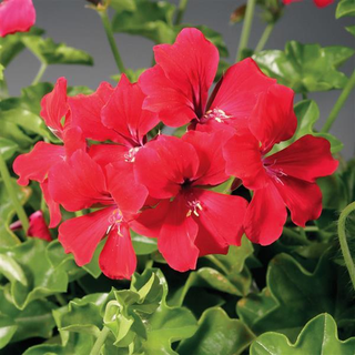 Pelargonium peltatum <br>IVY TRAILING GERANIUM RED