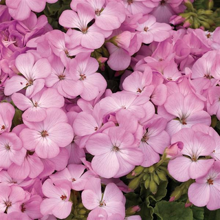 Pelargonium <br>GERANIUM MULTIBLOOM LAVENDER