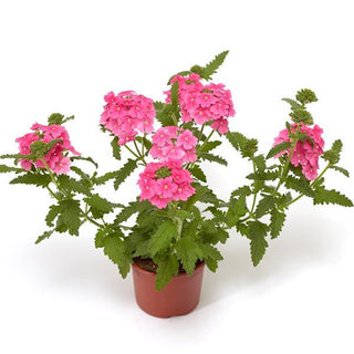 Verbena hybrida <br>TRAILING/CASCADE PINK OBSESSION VERBENA