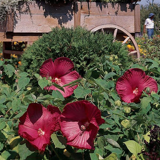 Hibiscus moscheutos <br>HARDY RED HIBISCUS