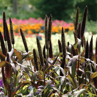 Pennisetum glaucum, Cenchurs americanus <br>JESTER ORNAMENTAL MILLET