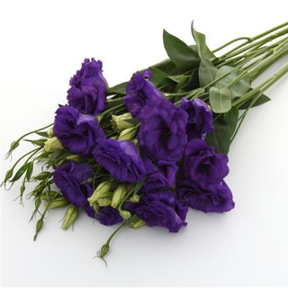 Eustoma grandiflorum <br>LISIANTHUS DEEP-BLUE EXTRA-TALL