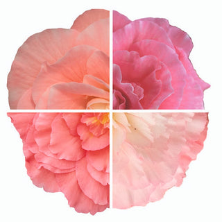 Begonia tuberhybrida <br>BEGONIA MOCCA LIGHT PINK SHADES