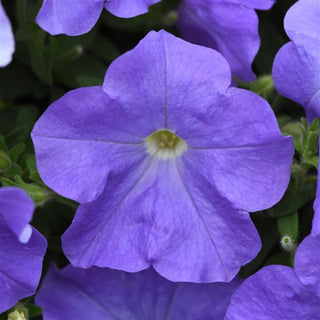 Petunia <br>PETUNIA E3 EASY WAVE BLUE SKY