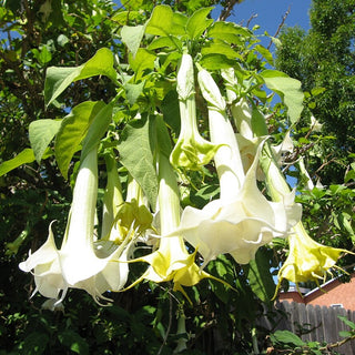 Brugmansia suaveolens <br>ANGEL'S TRUMPET WHITE