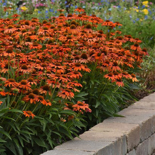 Echinacea hybrida <br>ARTISAN SOFT-ORANGE CONEFLOWER