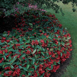 Begonia coccinea <br>BEGONIA RED DRAGON WING ANGEL WING