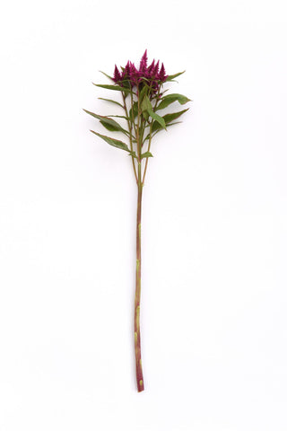Celosia spicata <br>CELWAY PURPLE CELOSIA, COCKSCOMB, WOOLFLOWER