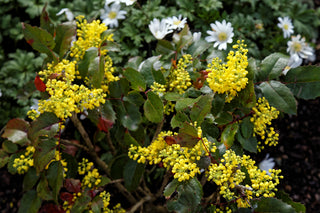 OREGON GRAPE, HOLLY-LEAVED BERBERRY <br>Mahonia aquifolium, Berberis aquifolium