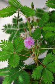 SENSITIVE PLANT MIMOSA, TOUCH ME NOT <br>Mimosa pudica