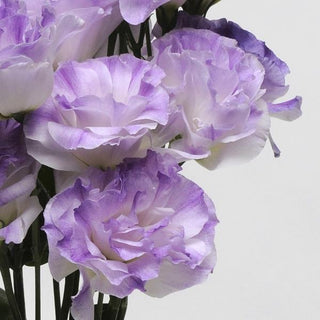 Eustoma grandiflorum <br>LISIANTHUS MISTY BLUE LAVENDER 1 EXTRA-TALL