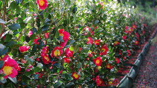 CHRISTMAS YULETIDE CAMELLIA, SASANQUA CAMELLIA <br>Camellia sasanqua