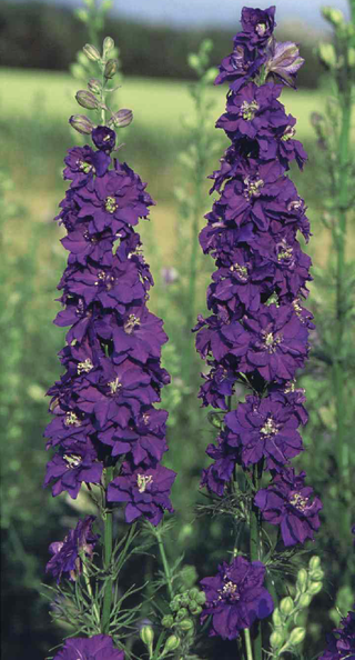 Delphinium consiloda <br>BLUE SPIRE LARKSPUR