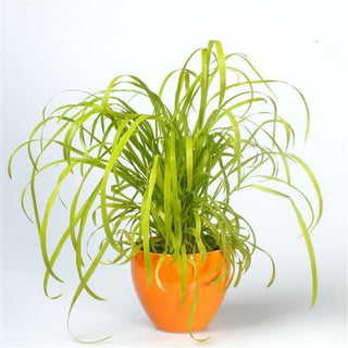 Milium effusum aureum <br>GOLDEN MILLET GRASS