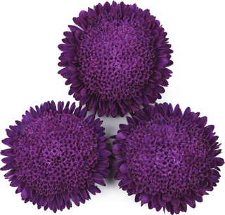 Callistephus chinensis <br>ASTER BONITA BLUE