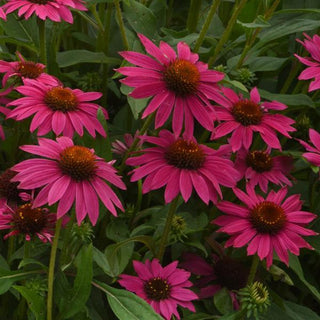 Echinacea hybrida <br>ARTISAN BRILLIANT ROSE CONEFLOWER