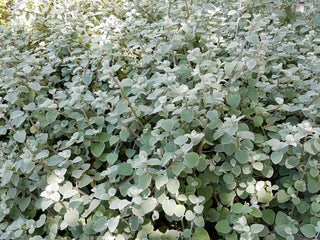 LICORICE PLANT, SILVER-BUSH, TRAILING DUSTY MILLER <br>Helichrysum petiolatum
