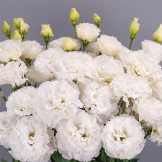Eustoma grandiflorum <br>LISIANTHUS WHITE LACE
