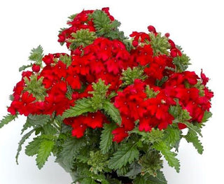 Verbena hybrida <br>TRAILING/CASCADE SCARLET OBSESSION VERBENA