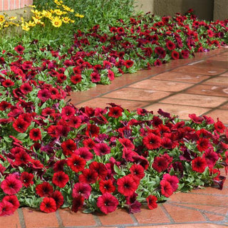 Petunia <br>PETUNIA 'EASY WAVE RED VELOUR'