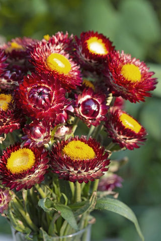 Helichrysum bracteatum <br>STRAWFLOWER RED KING SIZE