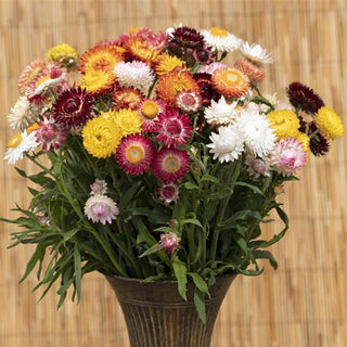 Helichrysum bracteatum <br>STRAWFLOWER EVERLASTING MIX