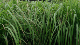 LEMON GRASS <br>Cymbopogon nardus