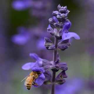Salvia longispicata x farinacea <br>SAGE 'BIG BLUE'