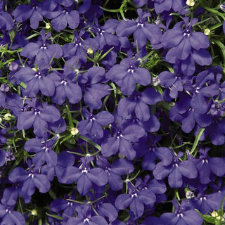 Lobelia erinus <br>LOBELIA BLUE PALACE