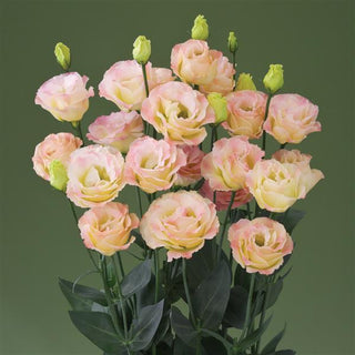Eustoma grandiflorum <br>LISIANTHUS CHAMPAGNE CROMA