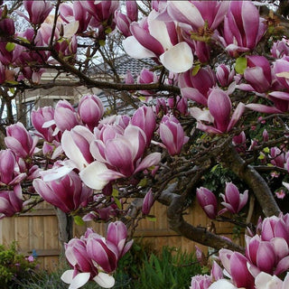 SAUCER MAGNOLIA <br>Magnolia soulangeana