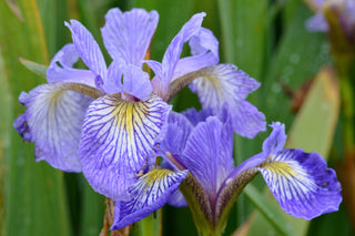 NORTHERN BLUE FLAG IRIS <br>Iris versicolor