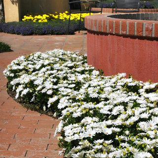 Osteospermum ecklonis <br>AFRICAN DAISY AKILA WHITE