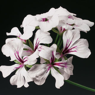 Pelargonium peltatum <br>IVY TRAILING GERANIUM WHITE W/CRIMSON VEIN
