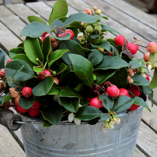 Gaultheria procumbens <br>WINTERGREEN AMERICAN, CHECKERBERRY, TEABERRY, BOXBERRY