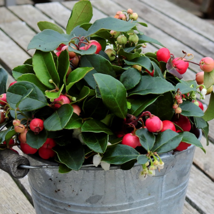 WINTERGREEN AMERICAN, CHECKERBERRY, TEABERRY, BOXBERRY Gaultheria procumbens