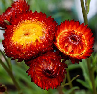 Helichrysum bracteatum <br>STRAWFLOWER 'FIREBALL'