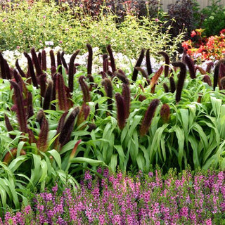 Pennisetum glaucum <br>FOUNTAIN GRASS JADE PRINCESS MILLET