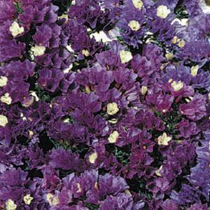 Limonium sinuatum <br>STATICE PURPLE ATTRACTION