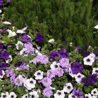 Verbena hybrida <br>VERBENA MIX