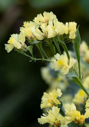 Limonium bonduelii <br>YELLOW STATICE, STATICE BOUNDUELLE