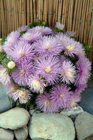 Callistephus chinensis <br>ASTER STARLIGHT POWDER BLUE