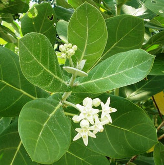 Calotropis gigantea <br>GIANT MILKWEED, CROWN FLOWER