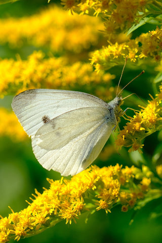 Solidago nemoralis <br>GRAY PRAIRIE GOLDENROD