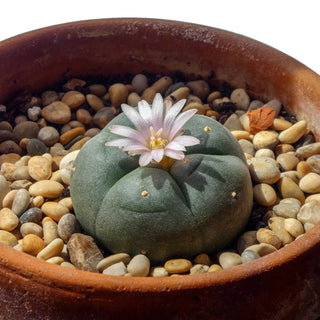 Lophophora fricii x koehresii <br>PEYOTE CACTUS