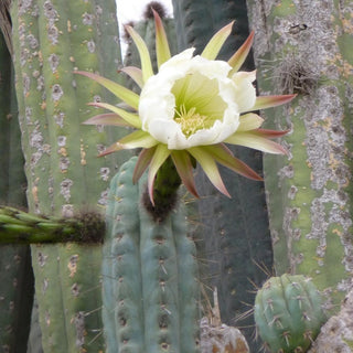 Trichocereus macrogonus <br>SAN PEDRO CACTUS