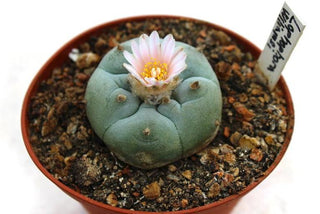 Lophophora williamsii <br>PEYOTE CACTUS