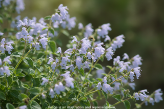 nepeta blue seeds